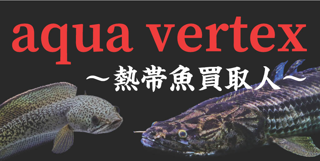 Aqua Vertex